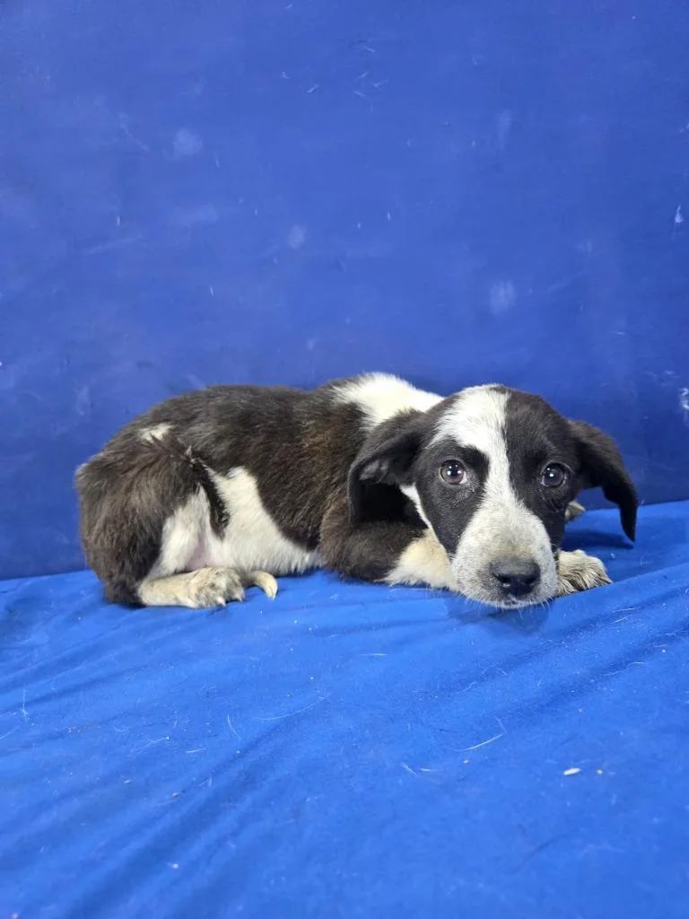 A baby large-sized female Mixed Breed dog named Petal for adoption in Ruston, LA