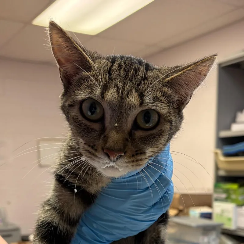 A young medium-sized female Brown / Chocolate Domestic Short Hair cat named Apple for adoption in Newark, NJ