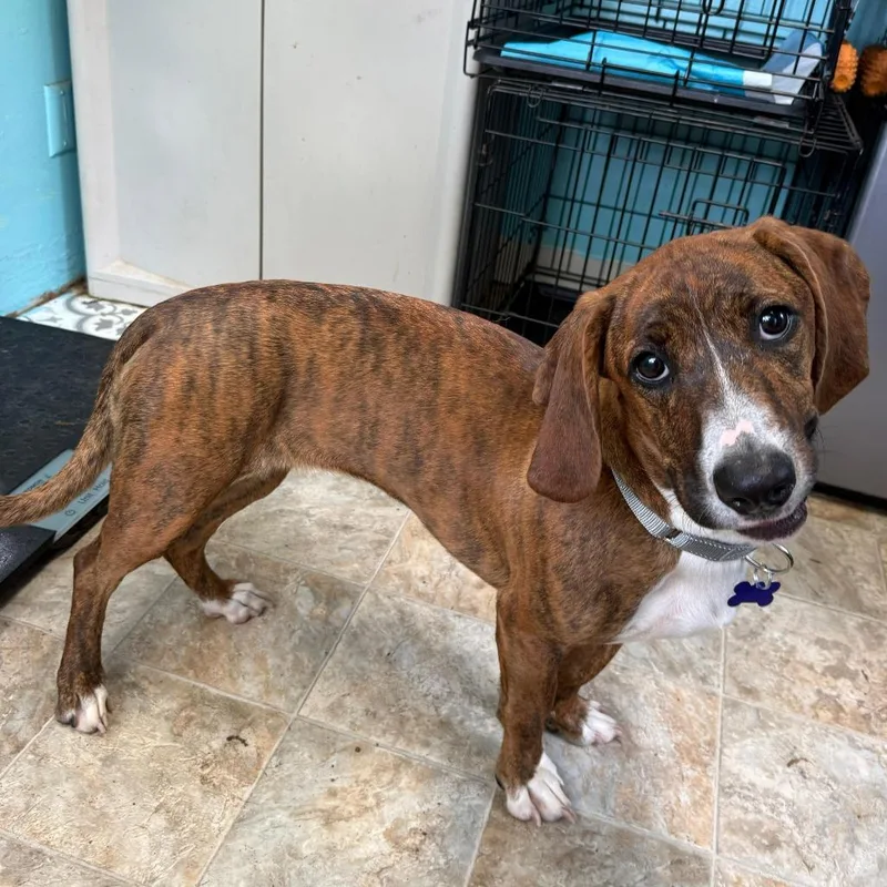 An adult medium-sized female Brindle Basset Hound dog named Celine for adoption in Boerne, TX