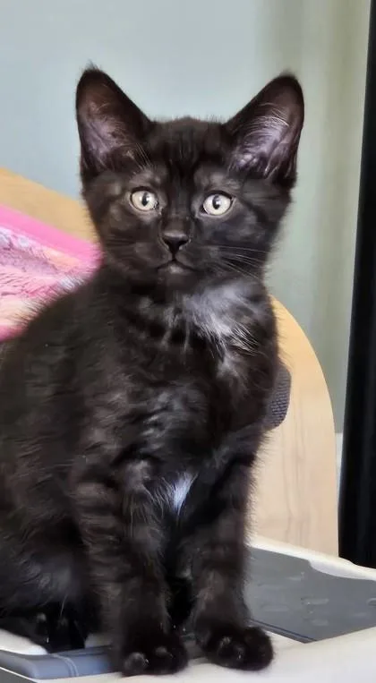 A baby small-sized male Black Domestic Short Hair cat named Shadow for adoption in Kansas City, MO