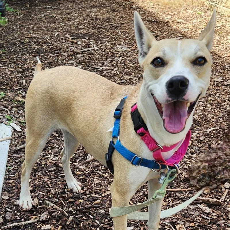 An adult medium-sized female Yellow / Tan / Blond / Fawn Mixed Breed dog named Mama for adoption in Falls Church, VA