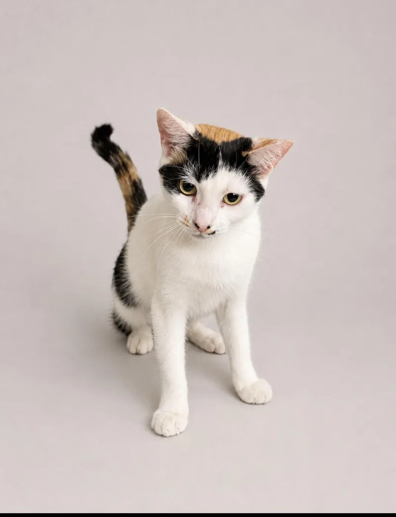 A young medium-sized female Calico American Shorthair cat named Diamond for adoption in Jersey City, NJ