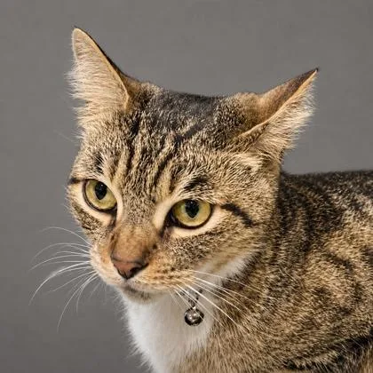 An adult small-sized male Domestic Short Hair cat named Baxter for adoption in Burlington, WA
