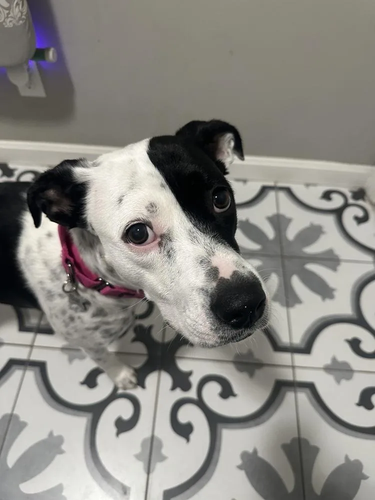 A young medium-sized female Tricolor (Brown, Black, & White) Hound dog named Star for adoption in Akron, OH