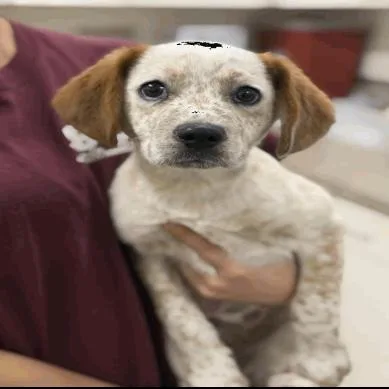 A baby small-sized male Brown / Chocolate Cattle Dog named Apollo for adoption in Buellton, CA