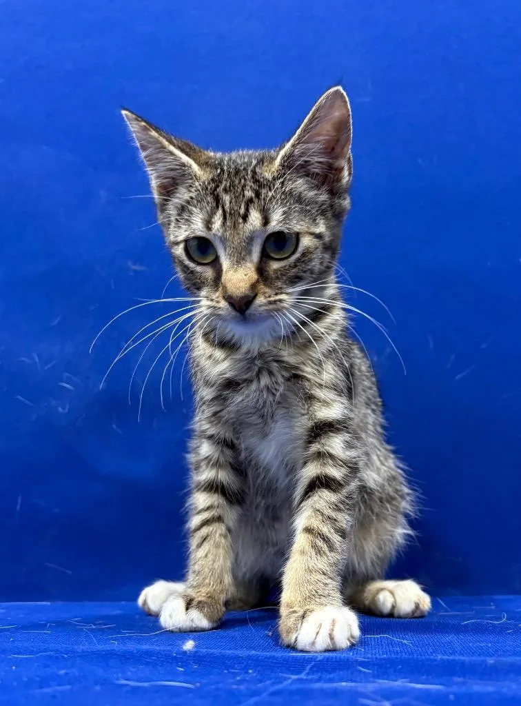 A baby small-sized female Abyssinian cat named Booty for adoption in Ruston, LA