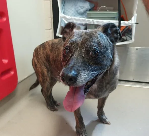 A senior small-sized male Terrier dog named Cadillac for adoption in Escondido, CA
