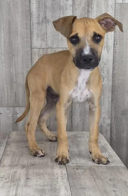 An adult small-sized male Terrier dog named Jacob for adoption in Shreveport, LA