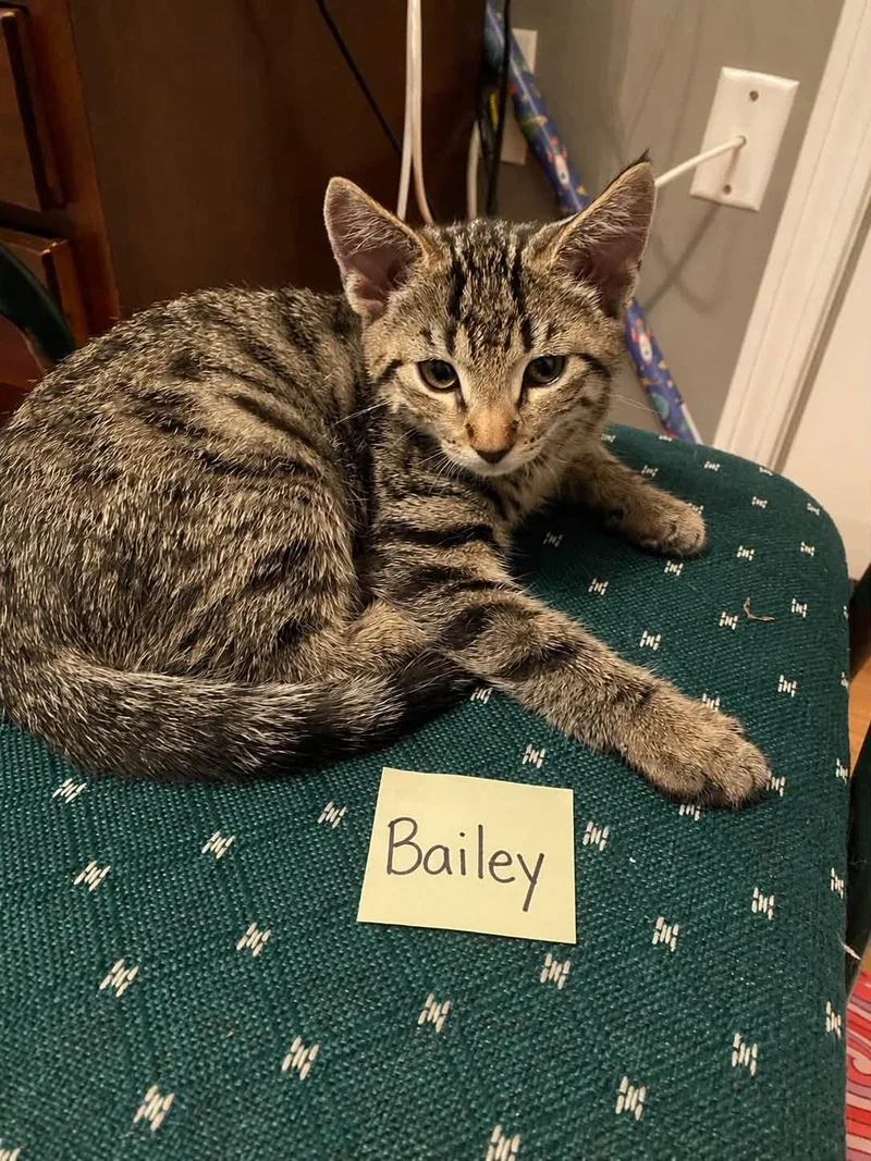 A baby small-sized male Domestic Short Hair cat named Bailey for adoption in Enfield, CT