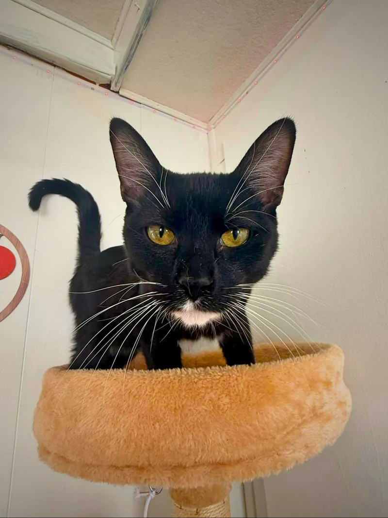 Ozzy | Young | thumbnail 2