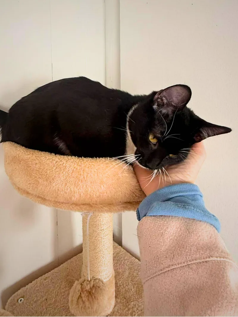 Ozzy | Young | thumbnail 4