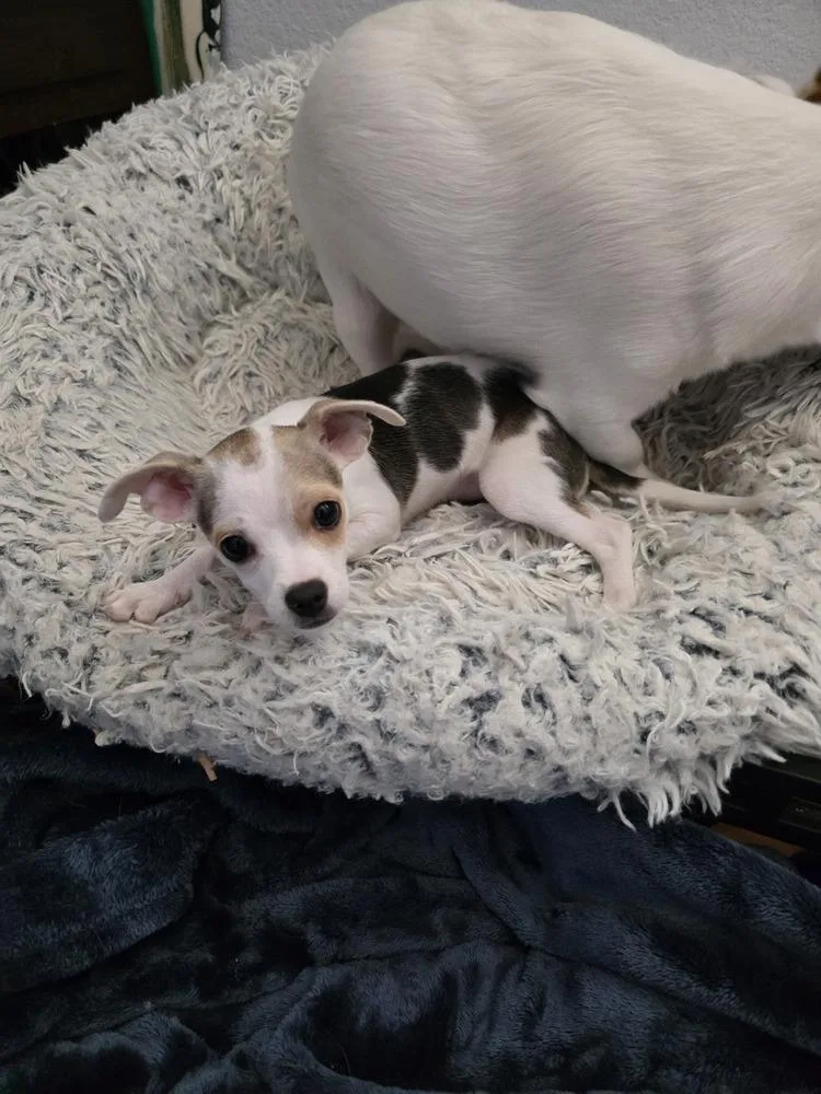 A baby small-sized female Chihuahua dog named Penny for adoption in Santa Rosa, CA