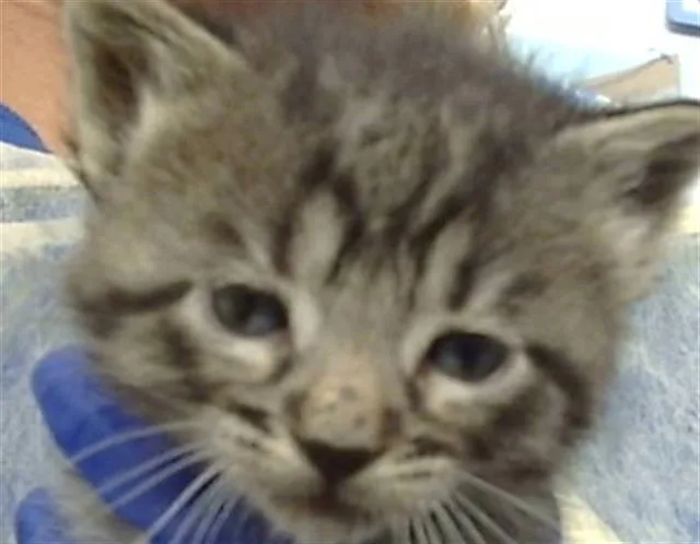 A baby medium-sized male Domestic Medium Hair cat named Mahito for adoption in Dallas, TX