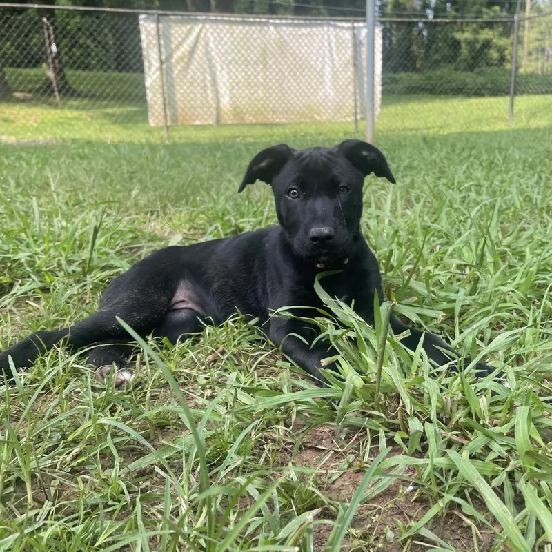A young medium-sized female Black Shepherd dog named Honey for adoption in Shermans Dale, PA