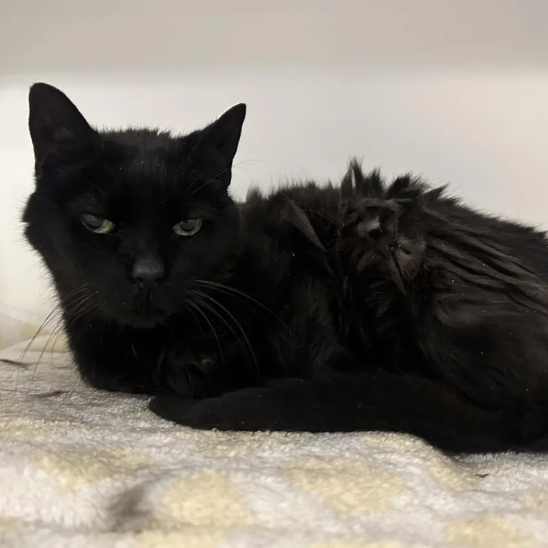 A senior medium-sized female Black Domestic Short Hair cat named Bridgett for adoption in Philadelphia, PA