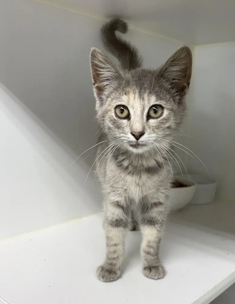 A baby small-sized female Domestic Short Hair cat named Velcro for adoption in Rochester, IN
