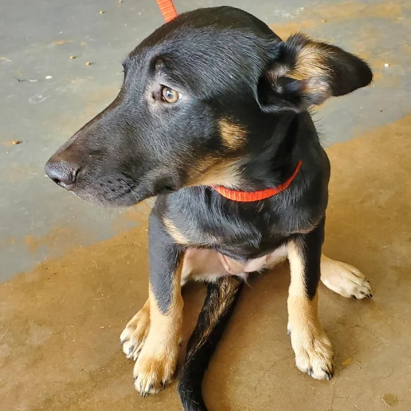 A baby medium-sized female Black Mixed Breed dog named Artemis for adoption in Denison, TX