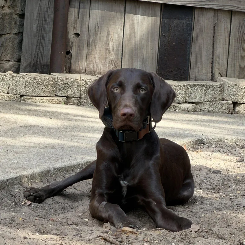 A young large-sized male German Shorthaired Pointer dog named Murphy for adoption in Denton, TX
