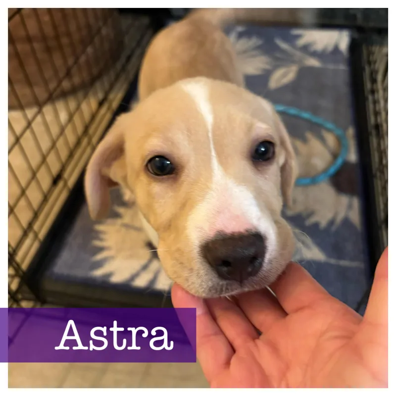 A baby medium-sized female Apricot / Beige Labrador Retriever dog named Astra for adoption in Cumming, GA