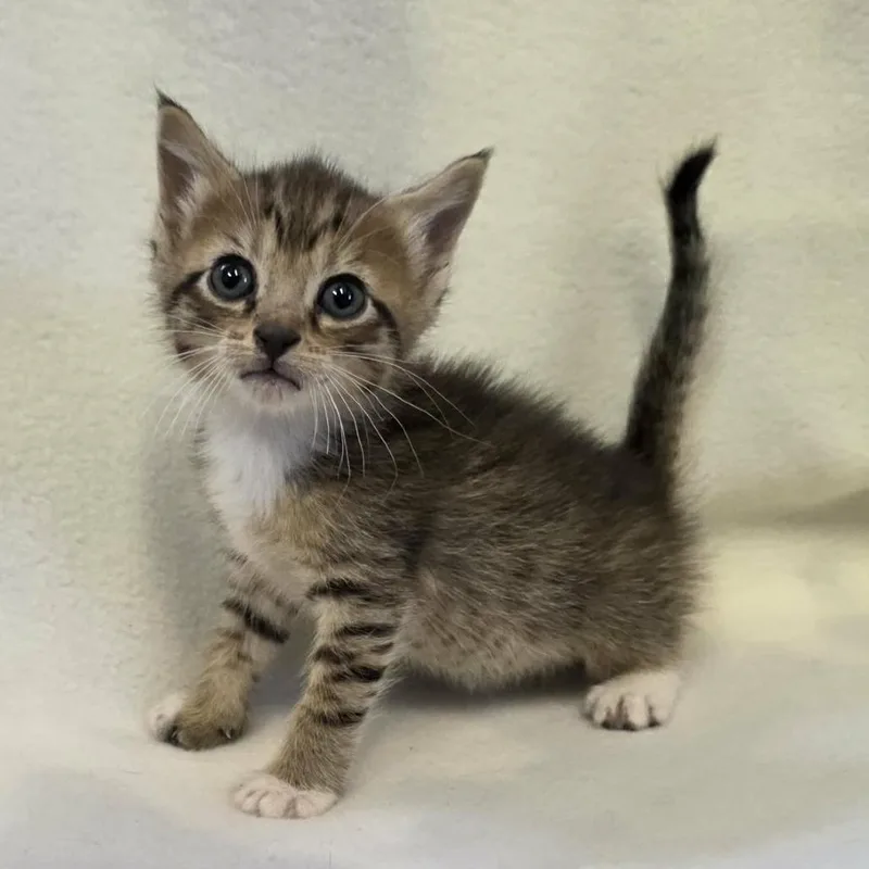 A baby small-sized female Brown / Chocolate Domestic Short Hair cat named Bramble for adoption in Hamilton, GA