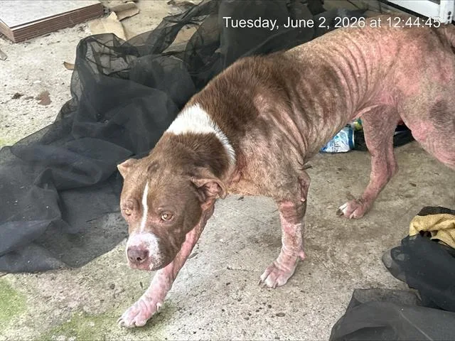 An adult large-sized male Pit Bull Terrier dog named Charlie Brown for adoption in Ocala, FL