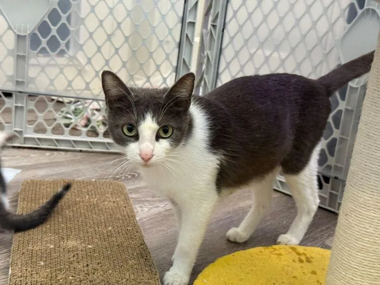 A young medium-sized female Black & White / Tuxedo American Shorthair cat named Joyce for adoption in Richardson, TX
