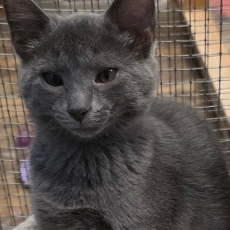 A baby small-sized female Gray / Blue / Silver Domestic Short Hair cat named Chrissy for adoption in Frederick, MD