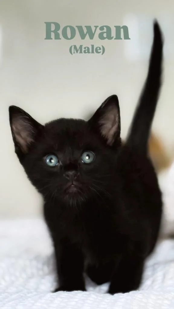 A baby medium-sized male Domestic Short Hair cat named Rowan for adoption in Madison, GA