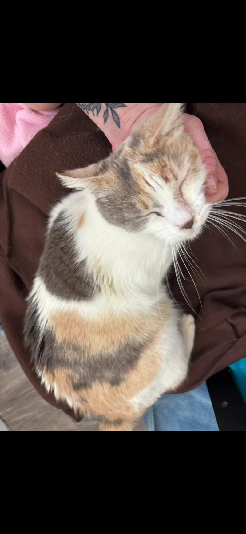 An adult medium-sized female Calico cat named Snickerdoodle @Petco Napa for adoption in Napa, CA
