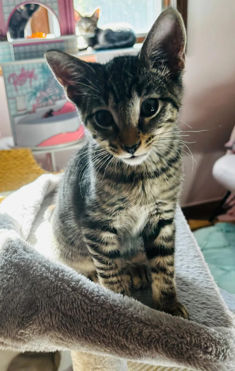 A baby medium-sized male Tabby (Brown / Chocolate) Domestic Short Hair cat named Dublin for adoption in Mokena, IL