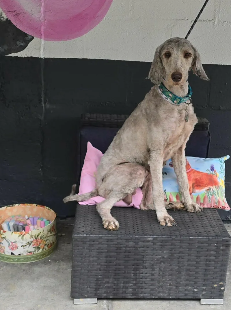 A young medium-sized female Gray / Blue / Silver Aussiedoodle dog named Lady for adoption in New York, NY