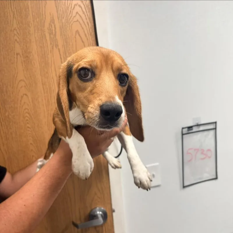 Tippy Taps