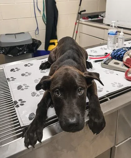 A baby small-sized female Labrador Retriever dog named V for adoption in Westland, MI