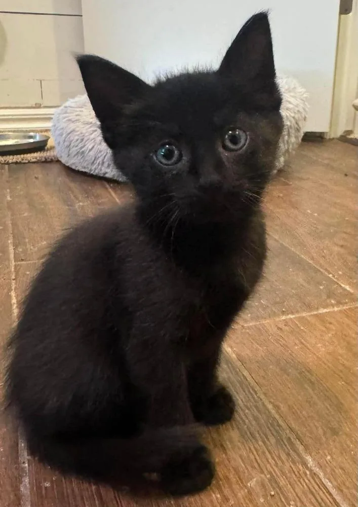 A baby small-sized male Black American Shorthair cat named Menelaus for adoption in Shawnee, OK