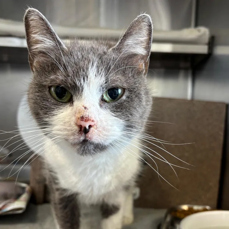 An adult small-sized female White Domestic Short Hair cat named Cookie for adoption in Dover, NH