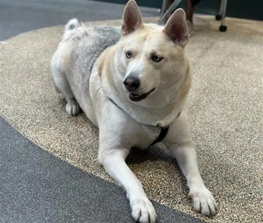 An adult large-sized male German Shepherd Dog dog named Igloo for adoption in Los Angeles, CA