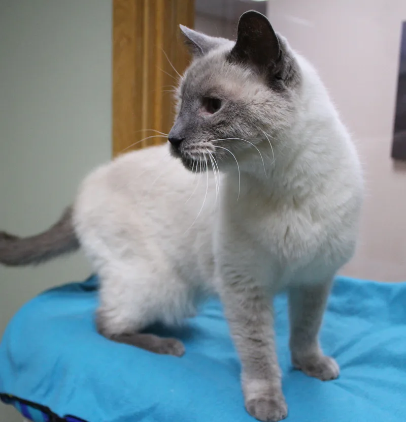 A senior large-sized male Lilac Point Siamese cat named Cusack for adoption in Portage, WI