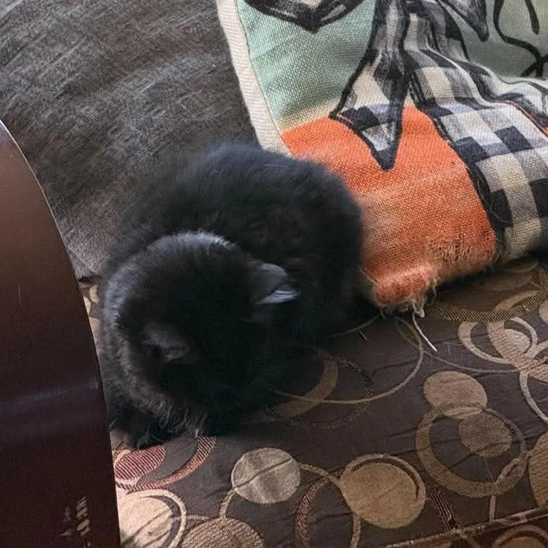 A baby small-sized male Black Domestic Short Hair cat named Dusk for adoption in Ferndale, WA