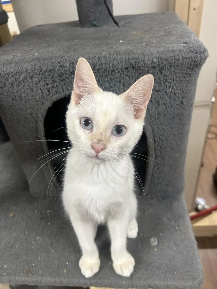 A baby medium-sized male Orange & White Domestic Short Hair cat named Merle for adoption in Emerald Isle, NC