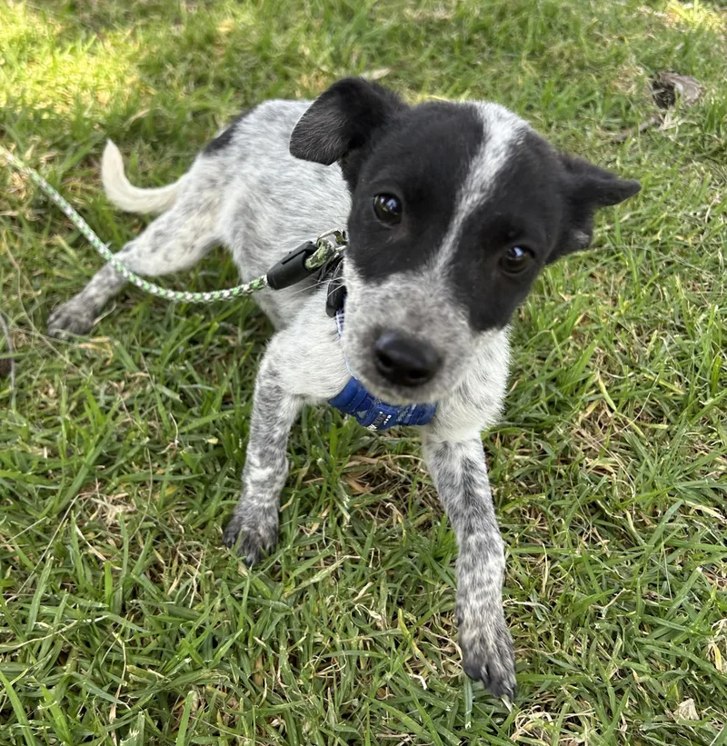A baby small-sized male Black Australian Cattle Dog / Blue Heeler dog named Teddy for adoption in Bell Gardens, CA