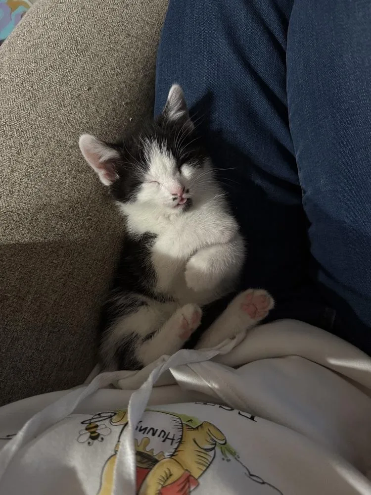 A baby medium-sized female Black & White / Tuxedo Domestic Short Hair cat named Cow for adoption in Clinton Township, MI