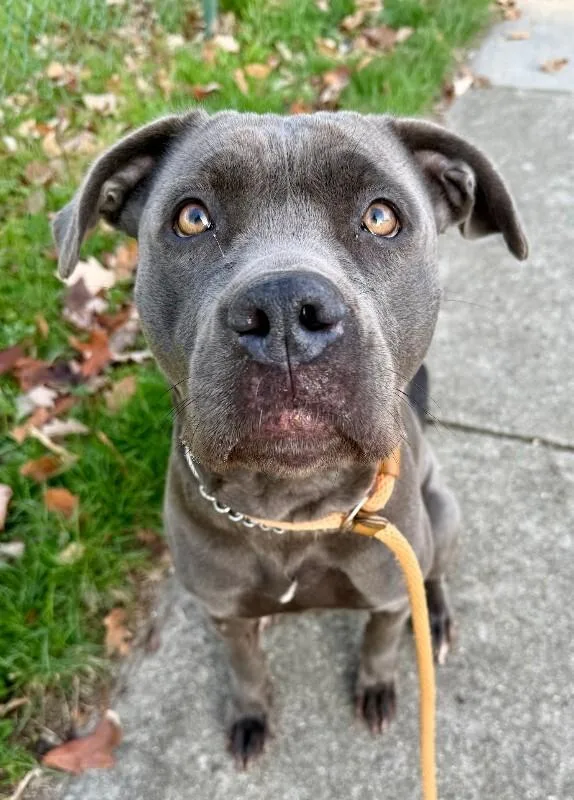 An adult large-sized female Gray / Blue / Silver Mixed Breed dog named Bethany for adoption in Cincinnati, OH