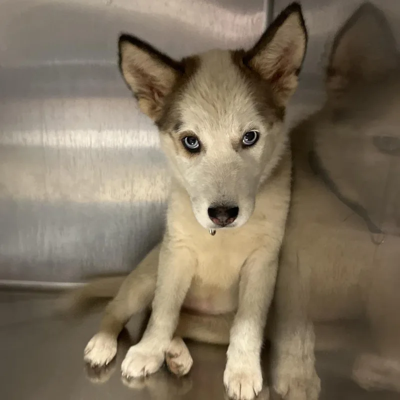 A baby medium-sized female White / Cream Mixed Breed dog named Alyeska for adoption in Chattanooga, TN