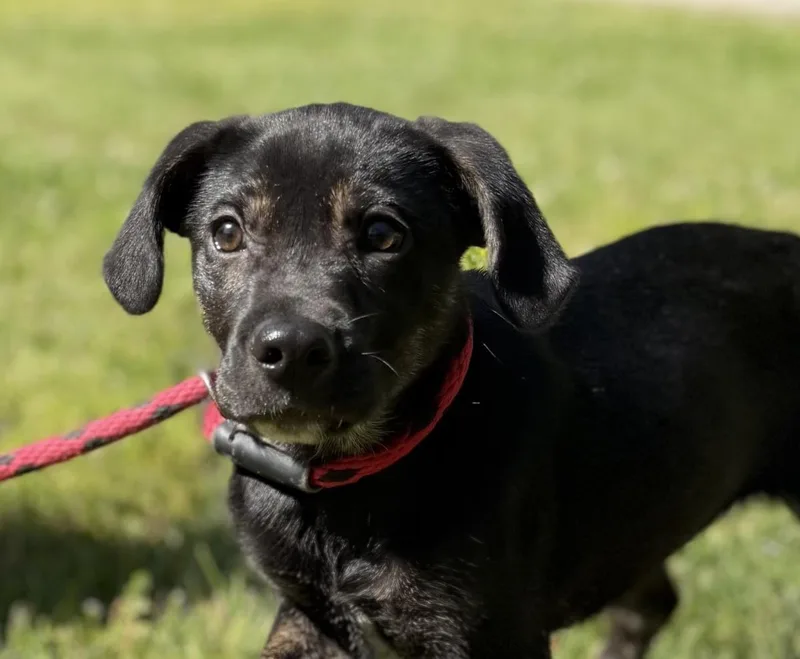 A baby small-sized male Labrador Retriever dog named Trooper for adoption in Locust Fork, AL
