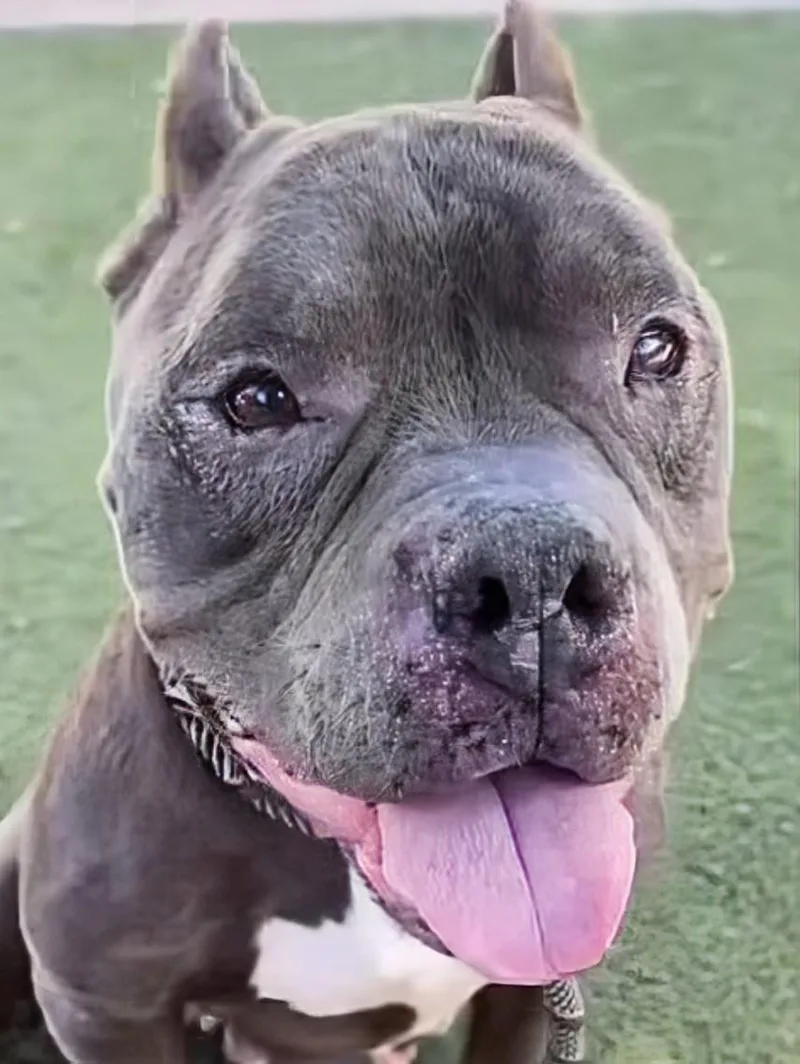 An adult large-sized female Pit Bull Terrier dog named Ruthie for adoption in Scottsdale, AZ