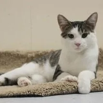 A young medium-sized male Tabby (Gray / Blue / Silver) Domestic Short Hair cat named Willow for adoption in Menasha, WI