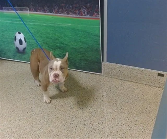 An adult medium-sized male American Bulldog dog named Manny for adoption in Miami, FL