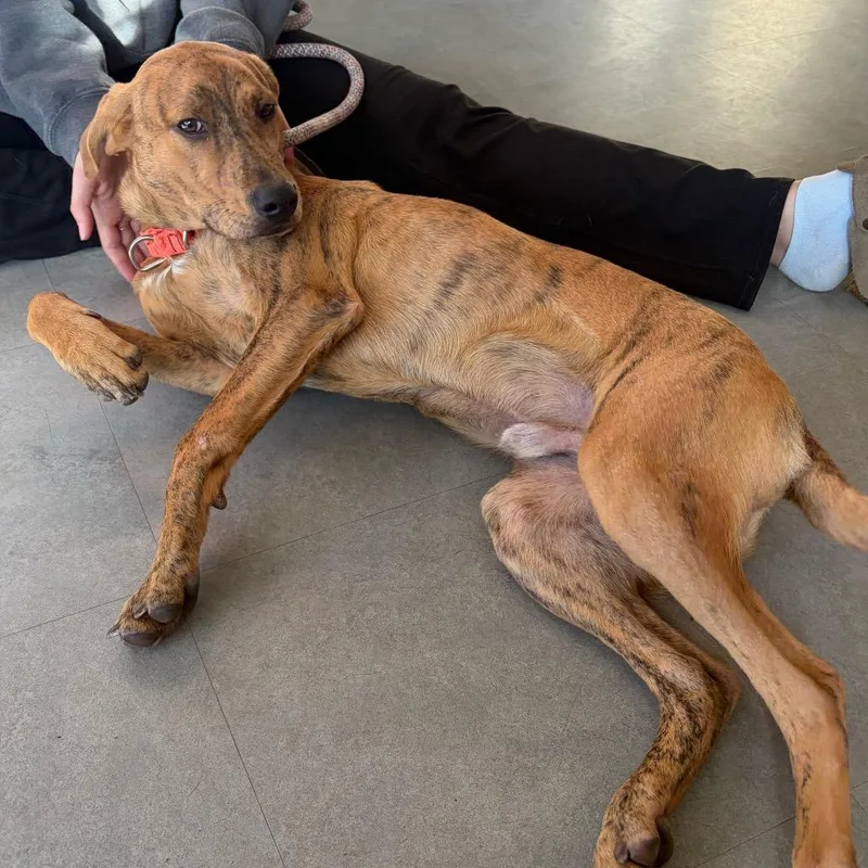 A young medium-sized male Brindle Mixed Breed dog named Tigger for adoption in Morrisville, VT