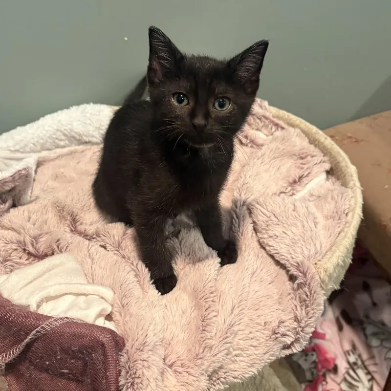 A baby small-sized male Black Domestic Short Hair cat named Star Lord Peter Quill for adoption in Chaska, MN