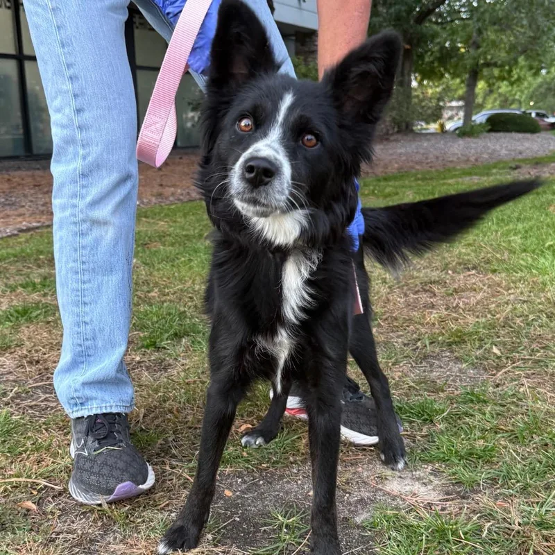 An adult small-sized female Australian Shepherd dog named Mama Nia for adoption in Parker, CO